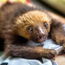 Two toed sloth at an animal rescue center in Costa Rica