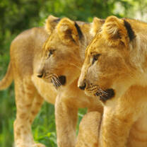 Lionesses