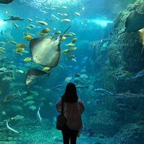 Aquarium in Tokyo I have visited two aquariums so far, they are all good and both take good care of their creatures.