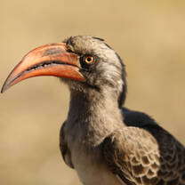 Bird in Zimbabwe