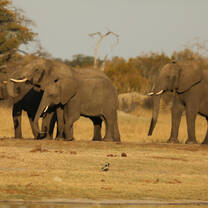 Herd of elephants
