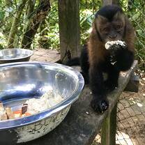Black capuchin eating her breakfast.