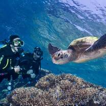 Dive volunteers diving with a turtle in the Great Barrier Reef