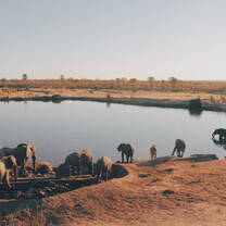 Elephants at waterside