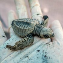 Volunteer holding a sea turtle at a conservation program in Costa Rica