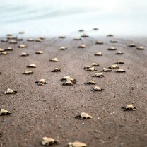 Sea turtle hatchlings release at a conservation program in Costa Rica