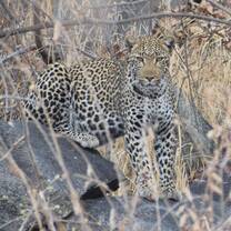 Young Female Leopard, guarding new cubs amoungst the rocks.