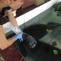 Feeding the young manatees