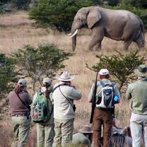 Trails Guide students encountering an elephant in South Africa
