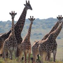 A group of giraffes in South Africa's Eastern Cape
