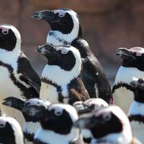 Penguins on the South African coast