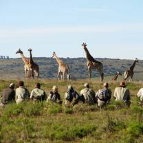 Trails Guide students encountering giraffes in South Africa's Eastern Cape
