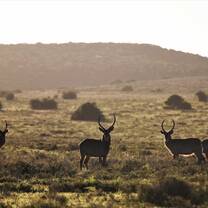Antelopes in South Africa's Eastern Cape during sunset