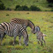 Two adult zebras and a foal in South Africa's Eastern Cape