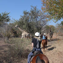 Horse riding with giraffes 