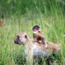 Baby monkey on mother's back