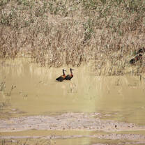 Birds in the water
