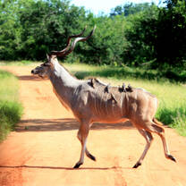 Antelope, Zambia