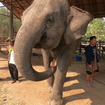 Elephant World 