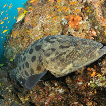 Eel