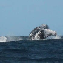 Humpback whale