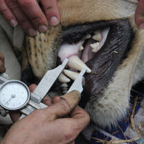 Veterinary intern measures lion's teeth