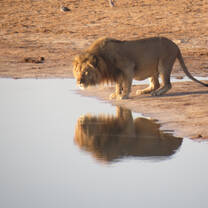 Lion drinking from waterhole