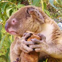 Koala at a wildlife sanctuary in Australia