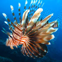 Lion fish