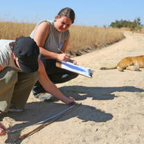 Measuring lions, Zambia
