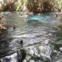 Mangroves