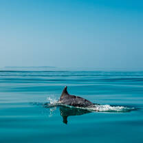 Dolphin in water