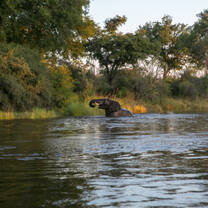 Elephant in the water