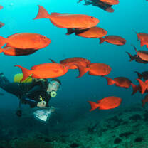 Volunteer and school of fish