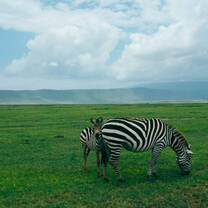 Zebra