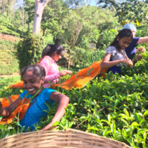 Volunteers have to complete a sponsored tea-pick as part of their placement. A great way to raise much needed funds and understand the challenges faced by the community.