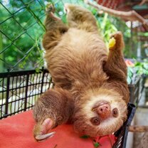 Two toed sloth at an animal rescue center in Costa Rica