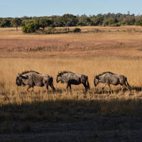 Wildebeest
