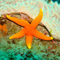 Starfish