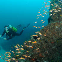 Volunteer with school of fish