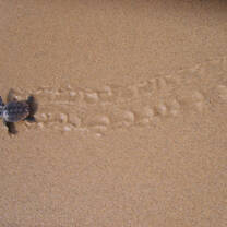 Turtle hatchling