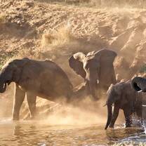 Elephant herd by a river in Southern Africa