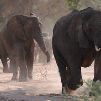 Elephan herd in Namibia's Damaraland
