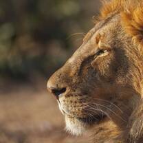 Close-up of a lion in Southern Africa