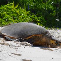 Turtle on a beach on North Island in the Seychelles