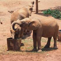 Two young elephants in an Elephant Nursery near Lusaka