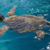 Turtle swimming in the ocean of the Costa Rican coast