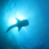 Silhouette of a whale shark swimming in the Indian Ocean, off the Maldivian coast