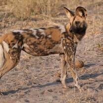 Wild dog standing in a savannah in South Africa