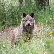 Wolf on the grounds of the wildlife sanctuary near Lisbon, Portugal